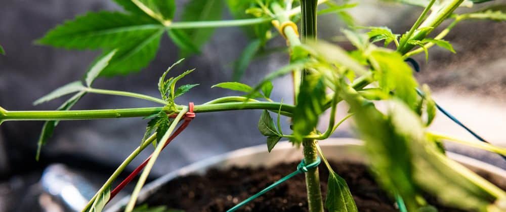 stress training a weed plant