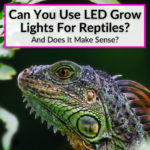 Can You Use LED Grow Lights For Reptiles