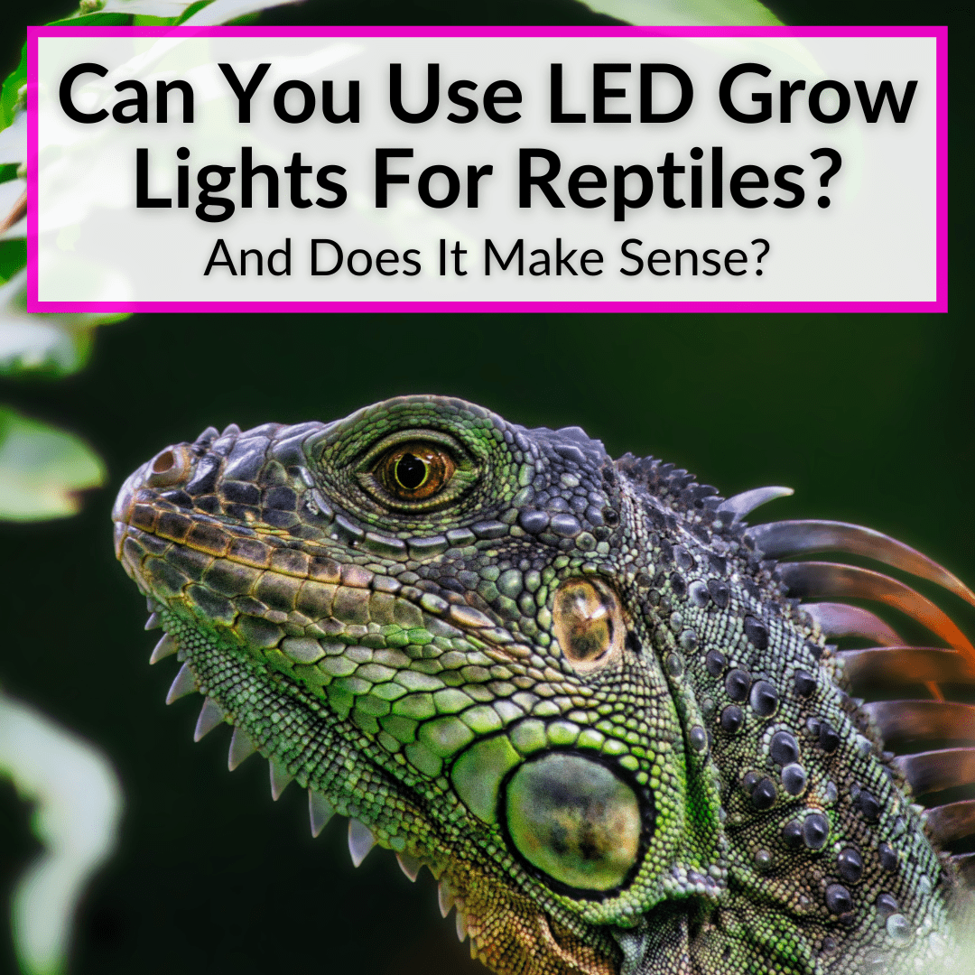 Can You Use LED Grow Lights For Reptiles