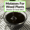 Molasses For Weed Plants