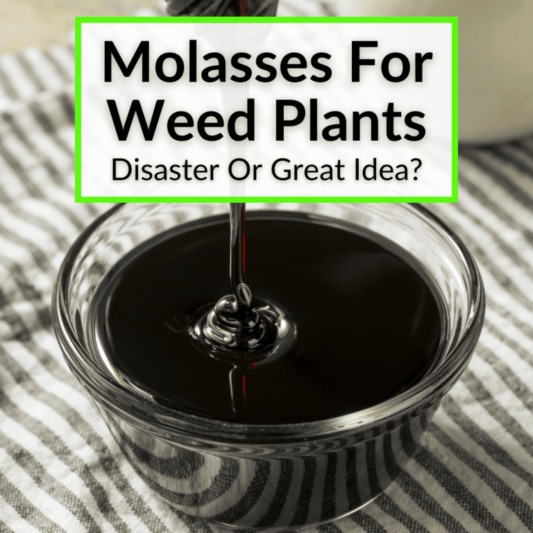 Molasses For Weed Plants (Disaster Or Great Idea?)