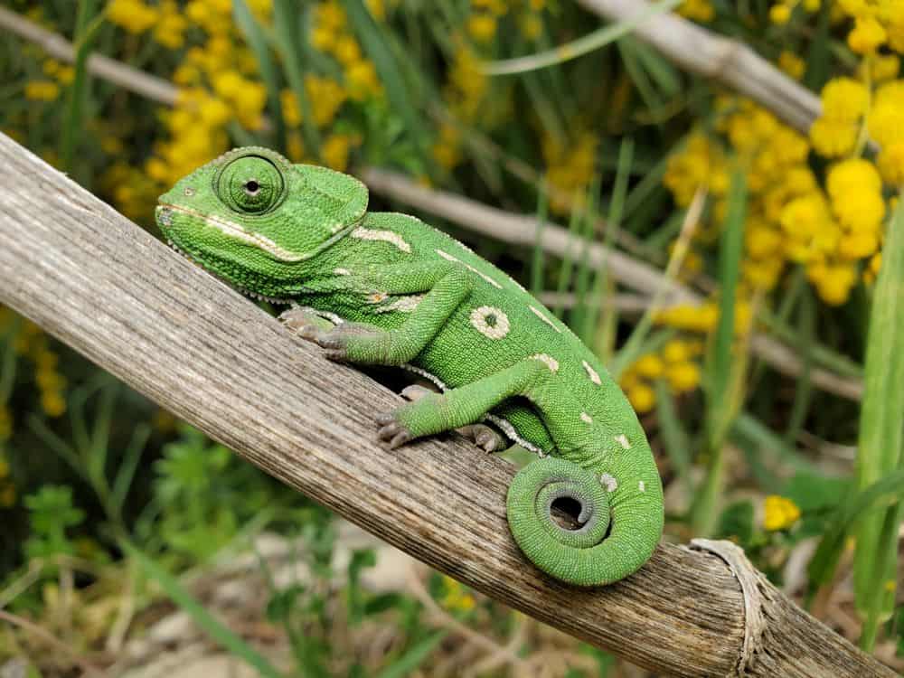 chameleon reptile