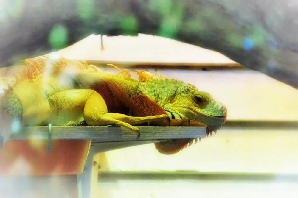iguana basking in heat