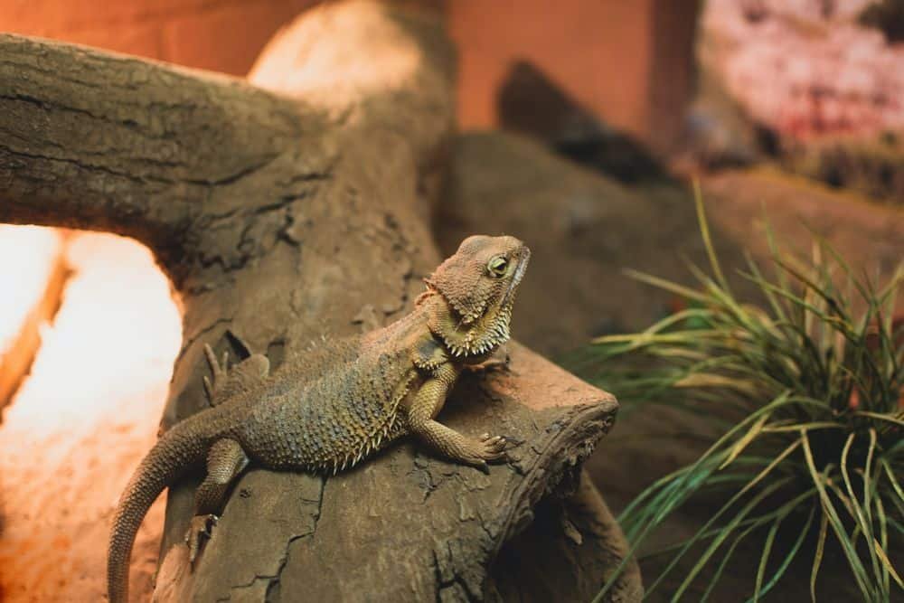 using led lights for bearded dragon