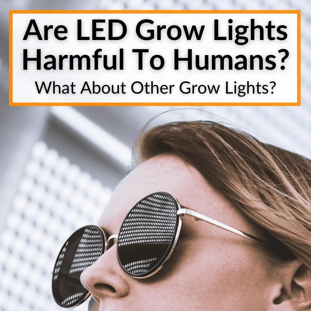 Are LED Grow Lights Harmful To Humans