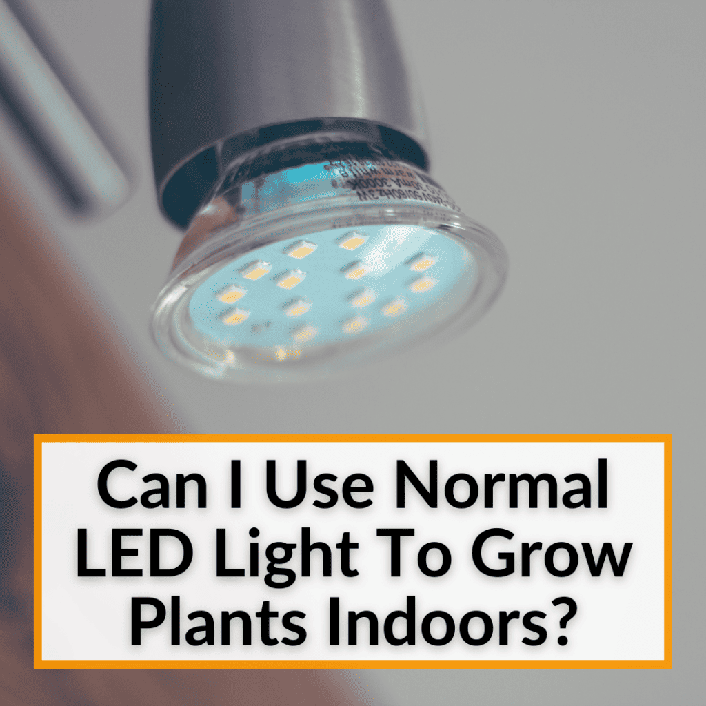 Can I Use Normal LED Light To Grow Plants Indoor?