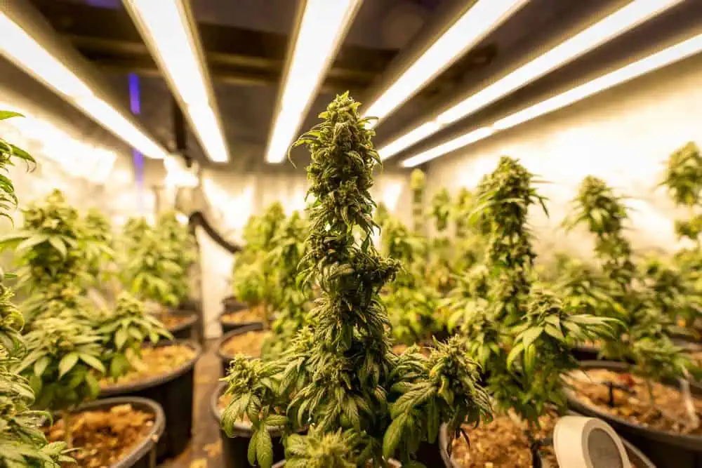 bar lights above cannabis plants