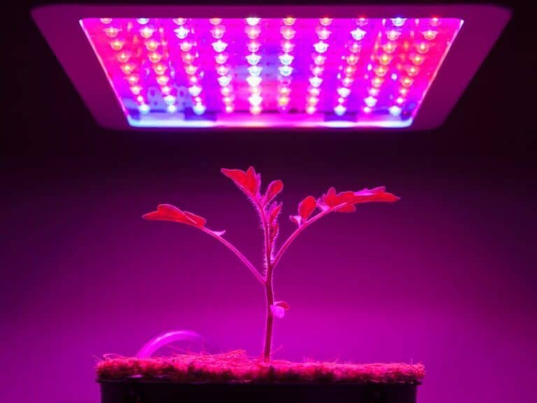 Cheap Grow Light Setup (Indoor Plant Lighting On A Budget)