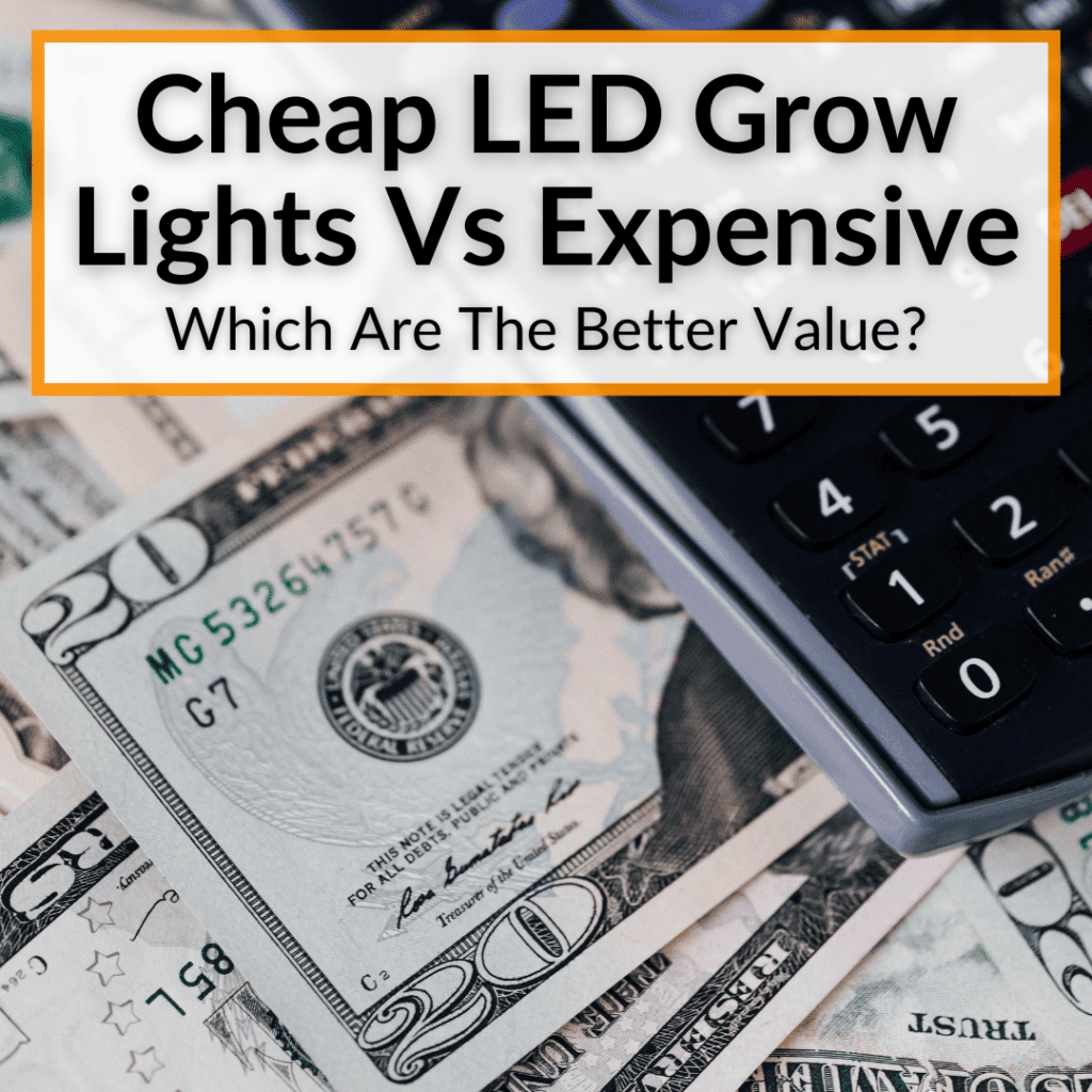 Why Does Blue Light Help Plants Grow? (What You Need To Know)