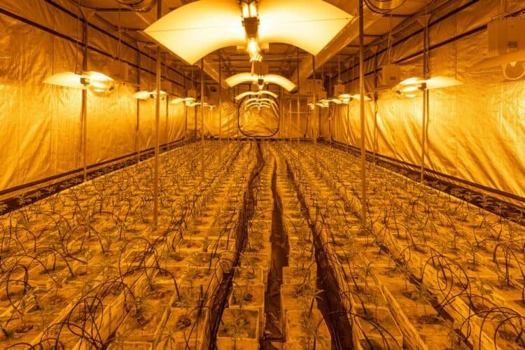 Grow Light Vs Sunlight (Which Is Better For Your Plants?)