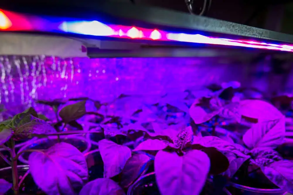 plants growing under led grow lights