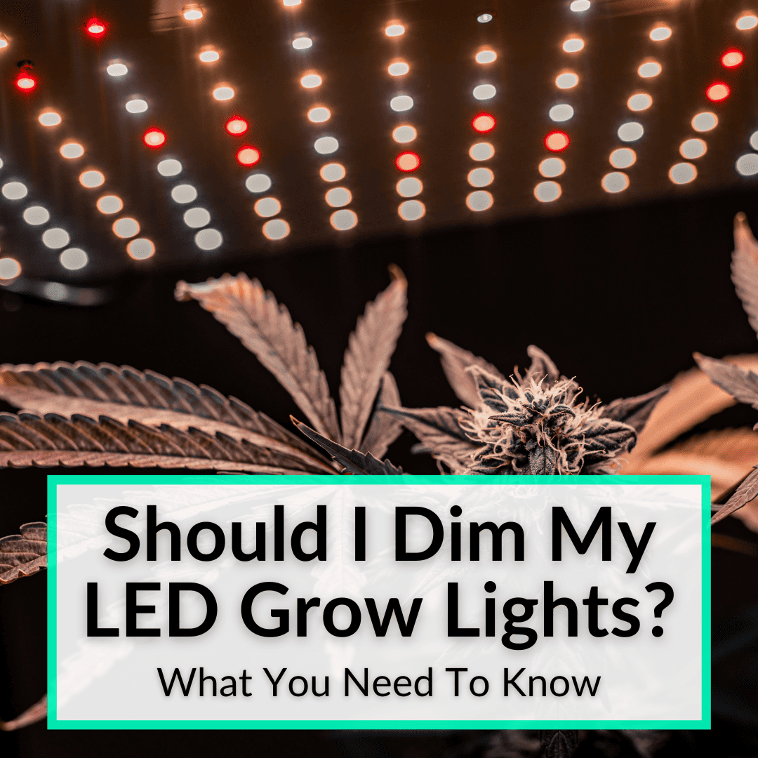 Should I Dim My LED Grow Lights