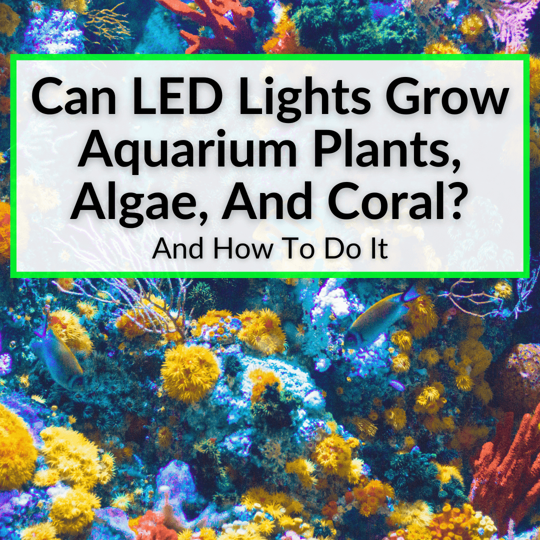 Can LED Lights Grow Aquarium Plants