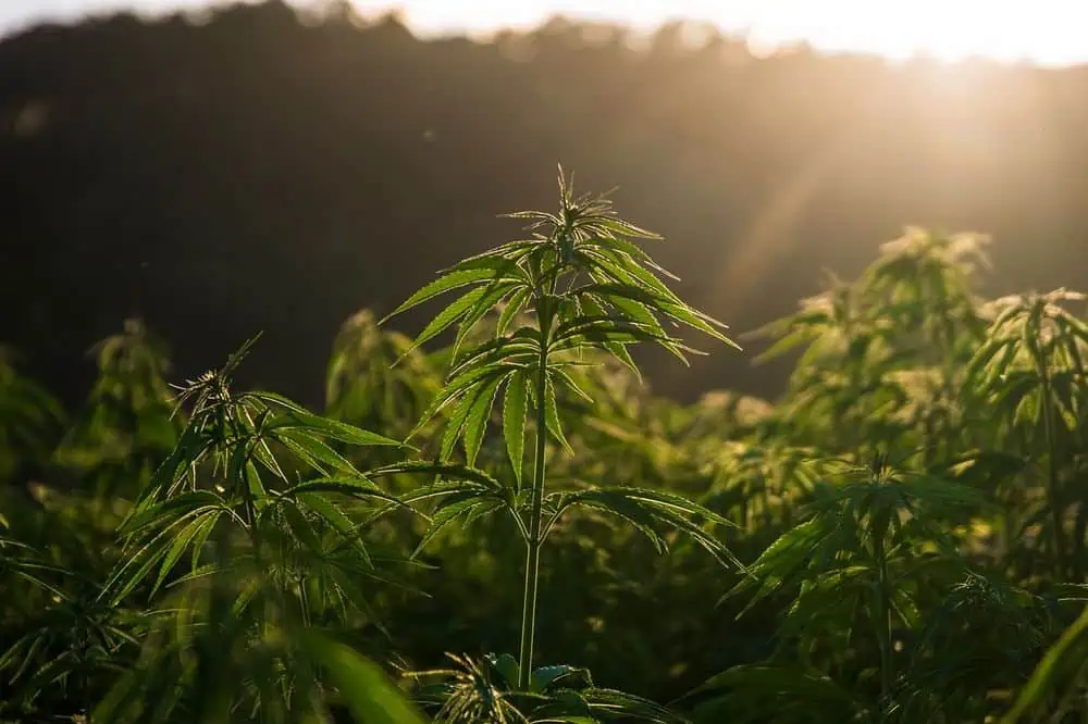 cannabis plants outdoor under sunlight