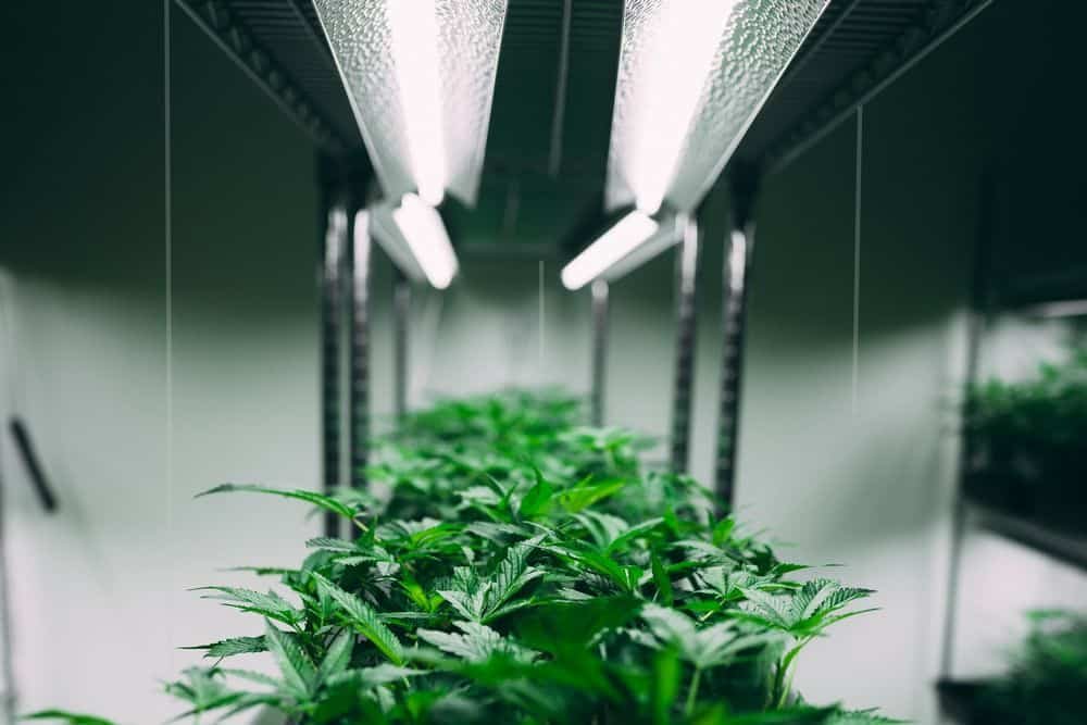 cannabis under fluorescent tubes