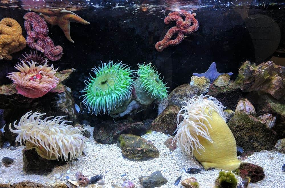 led lights for coral in aquarium