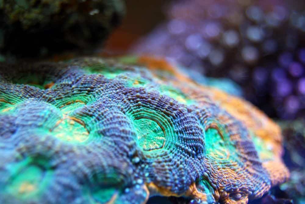 led lights can grow coral