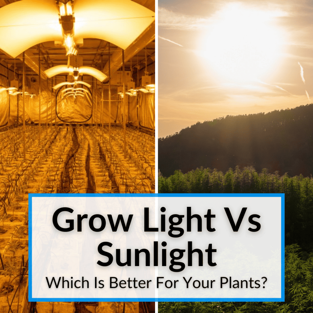 Grow Light Vs Sunlight (Which Is Better For Your Plants?)