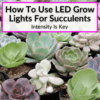 How To Use LED Grow Lights For Succulents