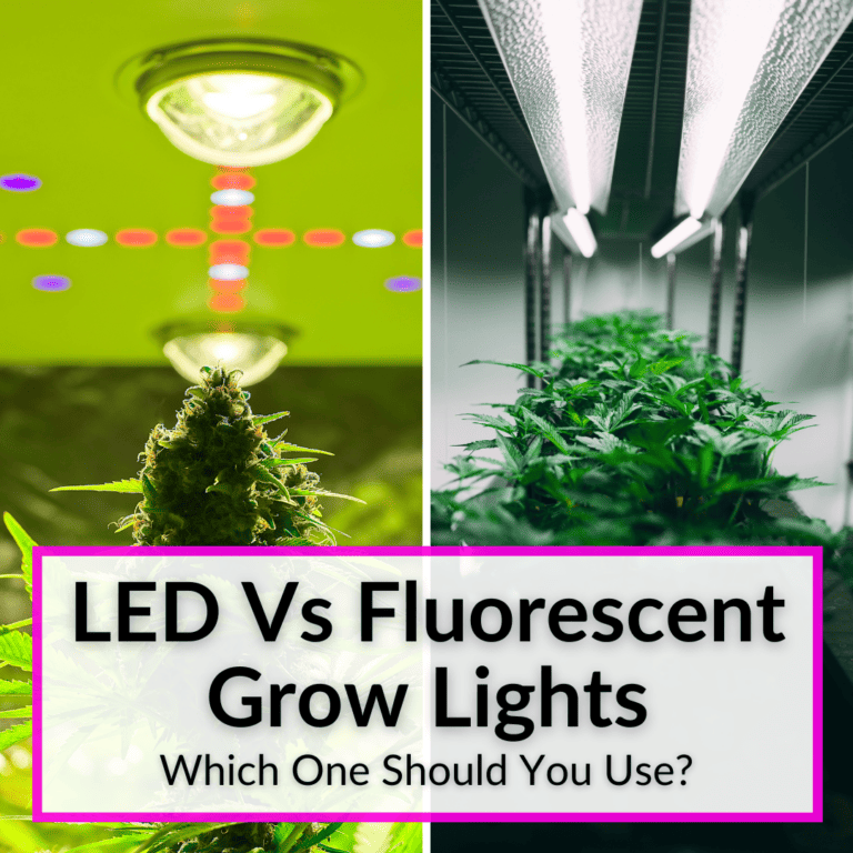 The Effect Of UV Light On Plants (Black Lights For Weed?)