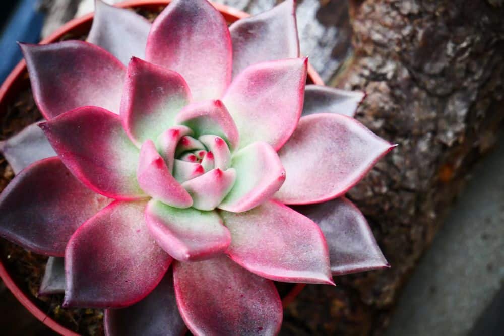 succulent under led grow light