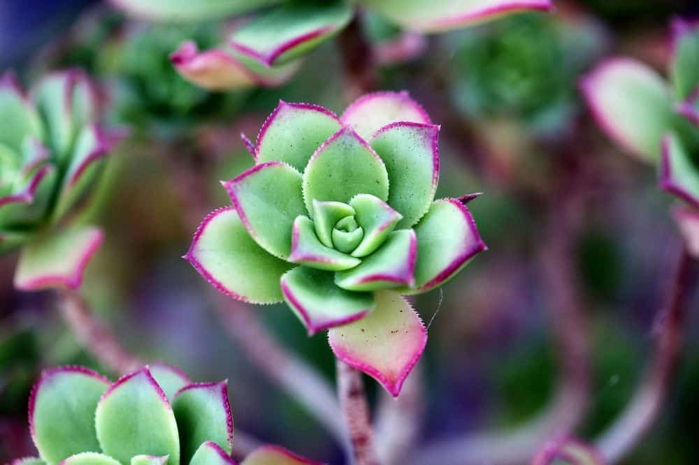 succulents growing under led light