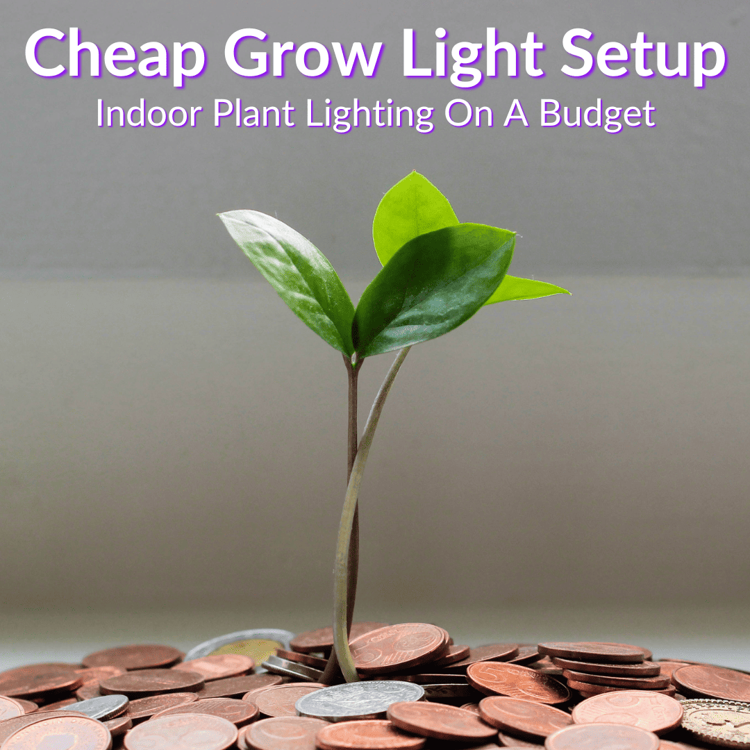 Cheap Grow Light Setup