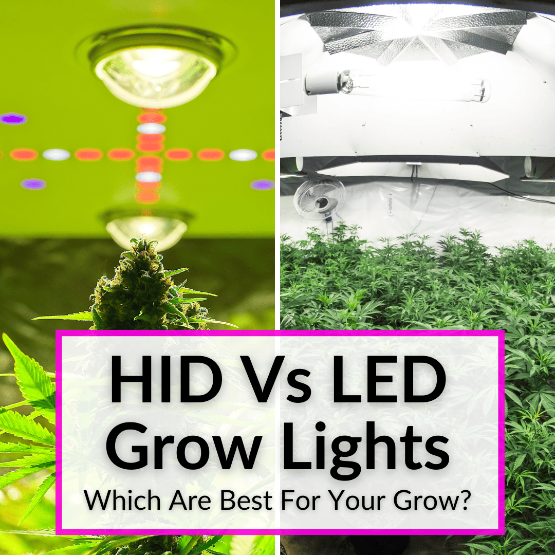 Are Led Grow Lights Bad For Your Eyes at Scott Banda blog