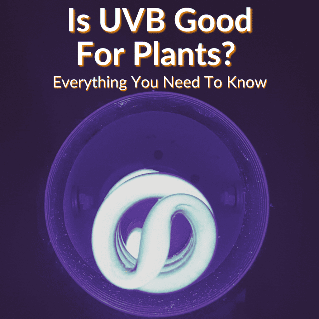 Is UVB Good For Plants? (Everything You Need To Know)