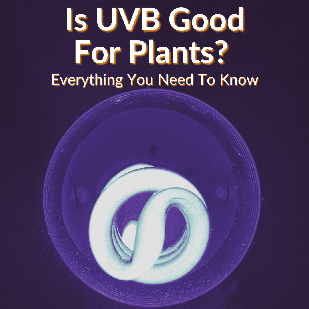 Is UVB Good For Plants