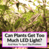 Can Plants Get Too Much LED Light