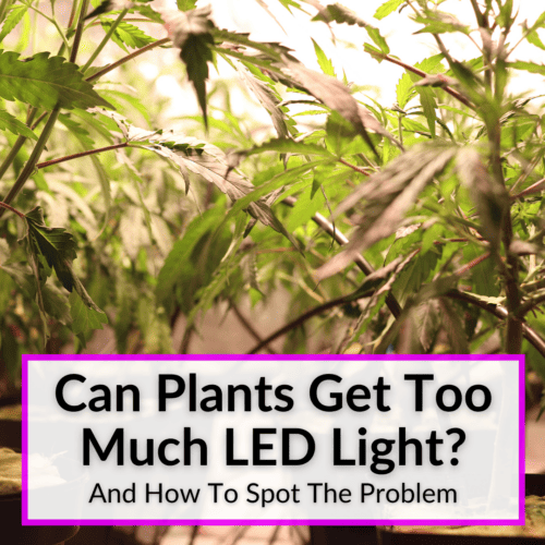 Can Plants Get Too Much LED Light? (And How To Spot The Problem)