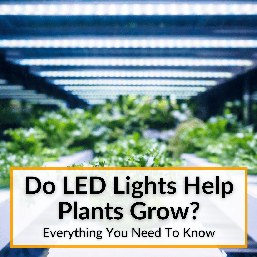 Do LED Lights Help Plants Grow