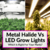 Metal Halide Vs LED Grow Lights