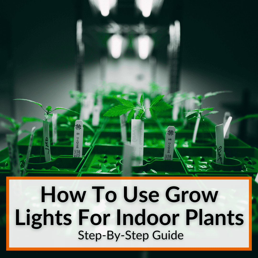 How To Use Grow Lights