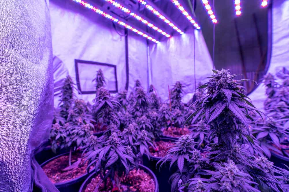 cannabis in a grow tent