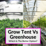 Grow Tent Vs Greenhouse
