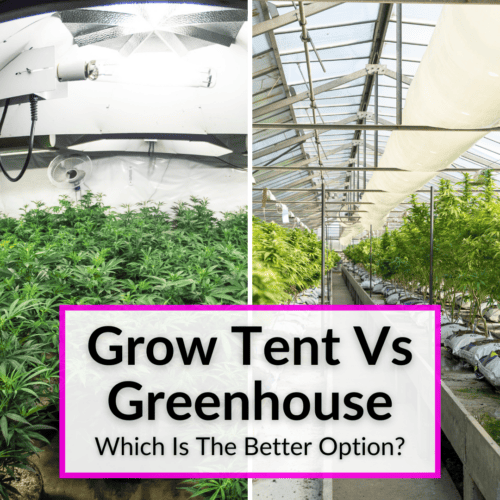 Can You Use Regular Light Bulbs As Grow Lights?
