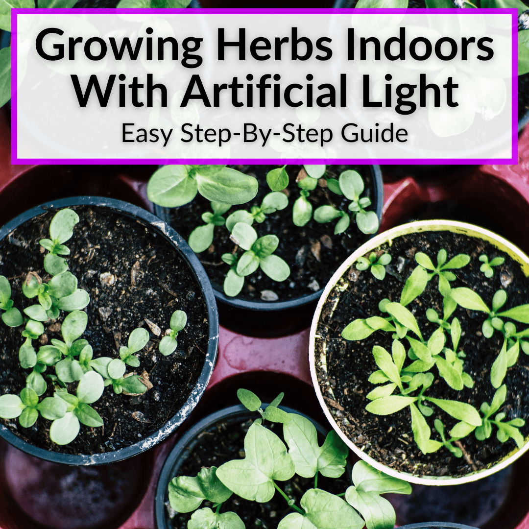 Growing Herbs Indoors With Artificial Light