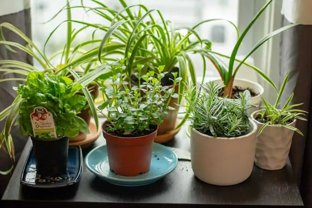 herbs growing indoors