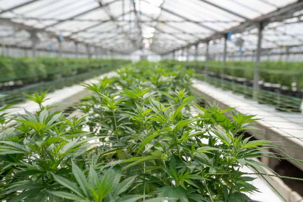 marijuana plants in greenhouse