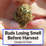 Buds Losing Smell Before Harvest