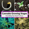 Cannabis Growing Stages