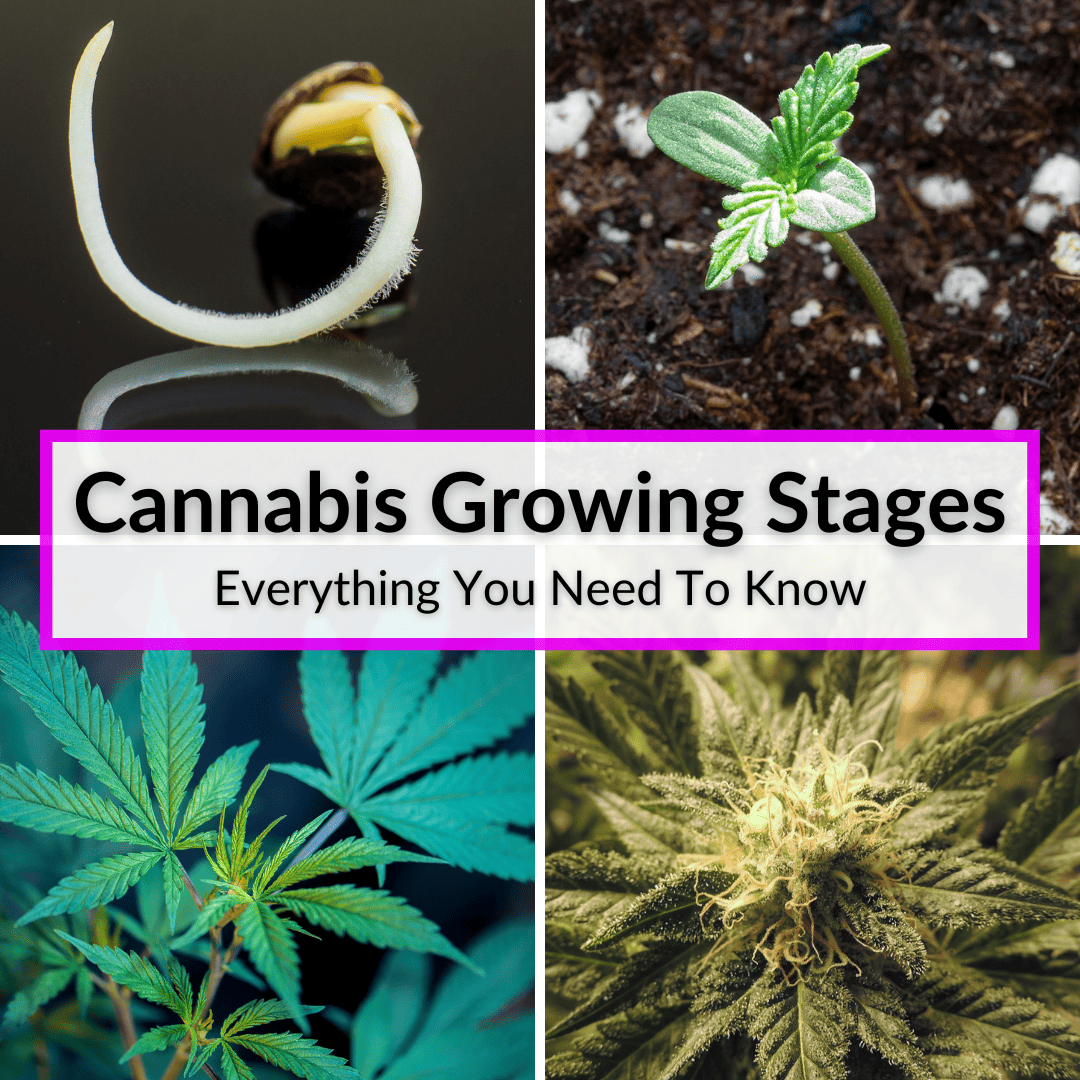 Cannabis Growing Stages