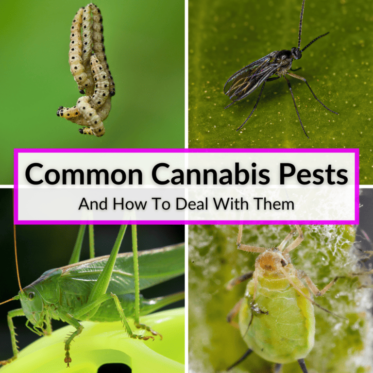 Common Cannabis Pests And How To Deal With Them