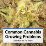 Cannabis Growing Problems