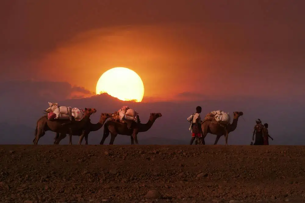 camel trade caravan