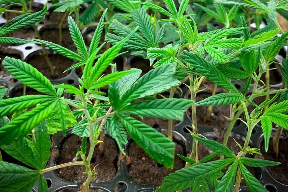 good weed strain for bud production