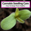 Cannabis Seedling Care
