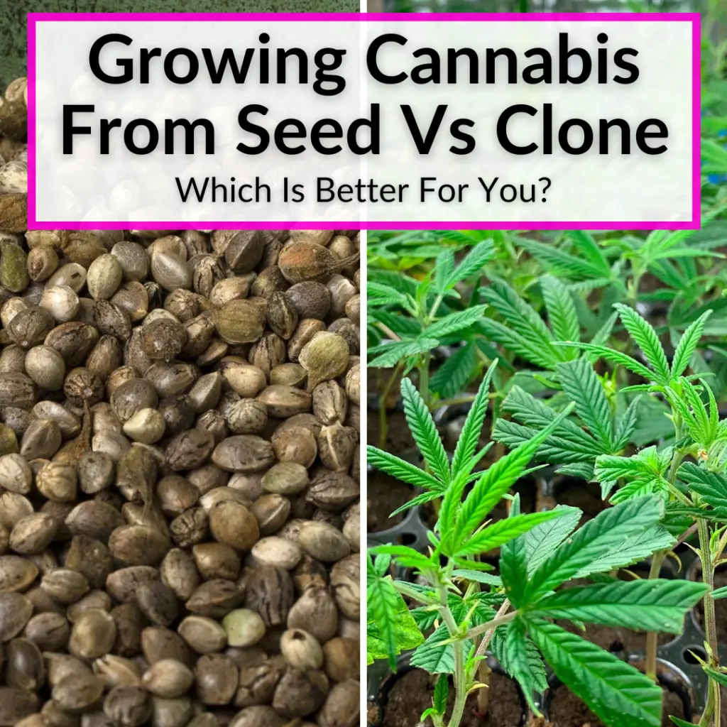 Growing Cannabis From Seed Vs Clone